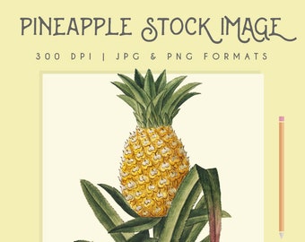 Vintage Pineapple clipart image Instant Download Digital imprimable picture clip art graphic transfer commercial use, tropical print