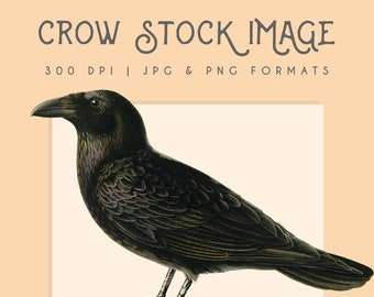 3 PNG Vintage Crow Clipart, Stock Image, Instant Download, Halloween
