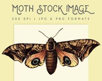 Vintage Moth clipart afbeelding, Instant Download bijenprint, mot clip art commercieel gebruik mot grafisch, home decor, scrapbooking mot kunst aan de muur