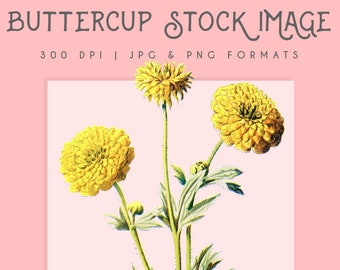 Buttercup flower clipart image, Instant Download floral printable, yellow flower clipart, buttercup graphic, home decor, flower wall art