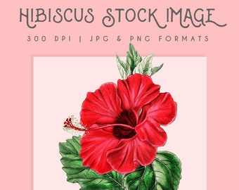 Hibiscus Floral Etsy