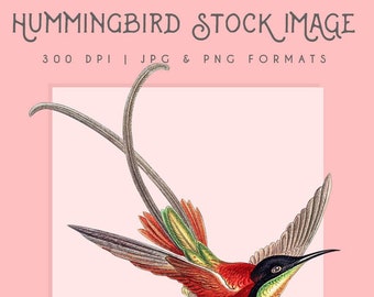 Vintage Hummingbird clipart image, digital clip art, digital download, instant download, commercial use, scrapbooking, home decor, bird