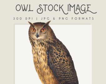 Clipart Owl Digital Download image, Digital print, clip art, commericial use, scrapbooking, bird clipart, bird graphic