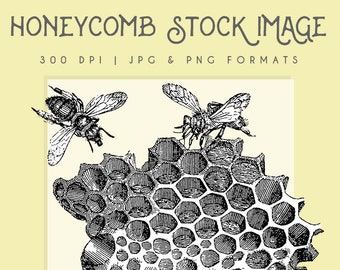 Honeycomb Bee clipart image, Instant Download bee printable, bumble bee clip art, bee graphic, home decor, scrapbooking bee wall art