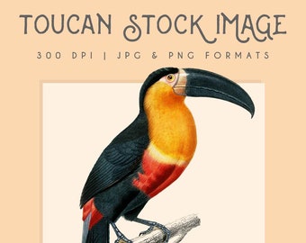 Toucan Clipart Image Graphic Illustration, digital clipart, digital download, instant download, commercial use, scrapbooking, home decor
