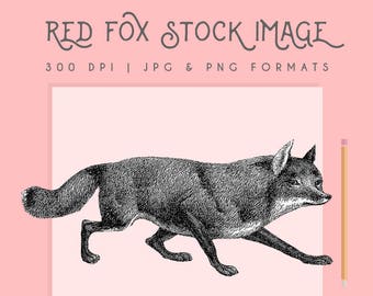 Vintage Red Fox Illustration Painting Clip Art Stock Image High Quality Digital Download 300dpi