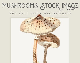 Mushroom clipart image, Instant Download mushroom print,  clip art, commercial use mushroom graphic, home decor, mushroom wall art