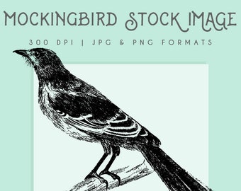 Mockingbird clipart image, Instant Download, mockingbird printable, bird clip art, commericial use, home decor, scrapbooking, bird wall art