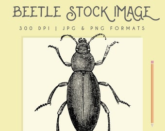 Clipart de besouro, download instantâneo de besouro para impressão, clipart de besouro, uso comercial de gráfico de besouro, decoração de casa, arte de parede de bug de scrapbooking