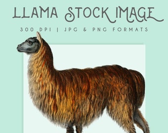 Llama Clipart Stock Image, Instant Download, Graphic, Collage, llama graphic, llama logo, llama print, home decor, vintage llama