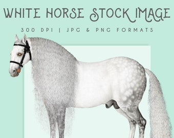 Vintage White Horse clipart image, digital clip art, digital download, instant download, commercial use, scrapbooking, home decor, horse
