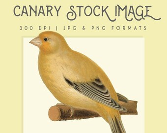 Vintage Yellow Canary clipart image, digital clip art, digital download, instant download, commercial use, scrapbooking, home decor, bird