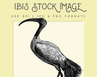 Ibis bird clipart image, Instant Download, ibis  print, ibis clip art, commercial use, home decor, scrapbooking, ibis wall art, african