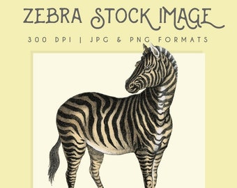 Zebra clipart image, Instant Download, zebra print, zebra clip art, commercial use, home decor, scrapbooking, zebra wall art, african