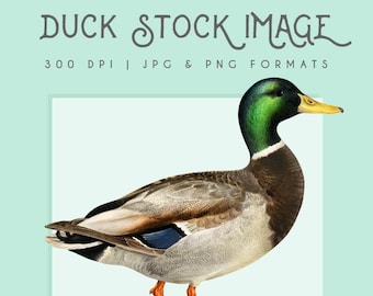Clipart duck image, Digital Download, Wall Art, mallard duck, Instant Digital Download, home decor, commerical use, duck logo, graphic