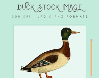 Vintage Mallard Duck Image Illustration Clip Art Digital Download Wall Art Clipart