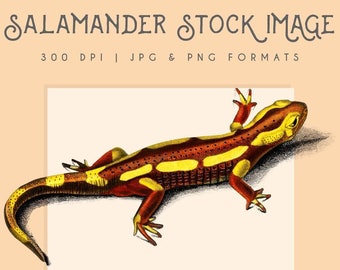 Salamander Lizard clipart image, Digital Download, Wall Art, reptile print, Instant Digital Download, home decor, lizard logo, graphic