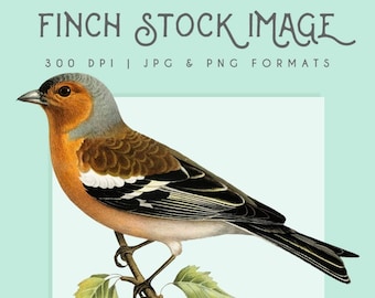 Finch Clipart Bild, Sofort Download, Finch Print, Finch Clip Art, Clipart, Finch Grafik, Home Dekor, Scrapbooking, Vogel Druck