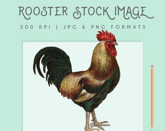 Vintage Rooster clip art image, Chicken Farm Instant Download, digital clipart, rooster print, farmhouse style, commercial use