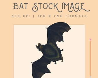 Halloween Bat clipart, Descarga instantánea, imprimible, clip art de murciélago gráfico gráfico, decoración del hogar, arte de la pared, impresión de murciélago, decoración de murciélago
