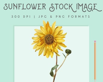 Imágenes prediseñadas de girasol, descarga instantánea floral imprimible, clip art de flores amarillas, gráfico de girasol, decoración del hogar, arte de la pared de girasol
