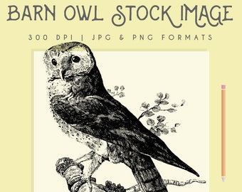 Barn owl clipart image, Instant Download owl printable, owl clip art commericial use owl graphic, home decor, scrapbooking, owl wall art