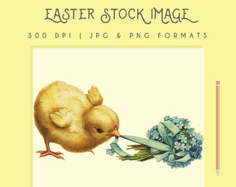 Vintage Easter Baby Chicken Clip Art Stock Image Illustration Graphic 300dpi Digital Download