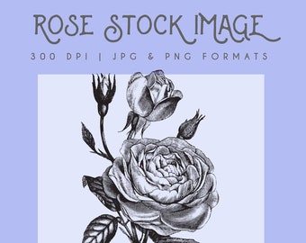 Black & White Rose floral clipart image, Instant Download, rose print, flower clipart, rose graphic, home decor, rose wall art, rose logo