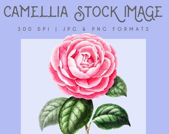 Camellia floral clipart image, Instant Download, stampa camelia rosa, clipart floreale, grafica camillia, decorazioni per la casa, arte murale floreale rosa