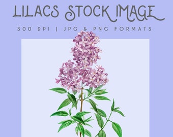 Lilacs floral clipart image, Instant Download, lilac print, flower clipart, lilac flower graphic, home decor, purple floral wall art
