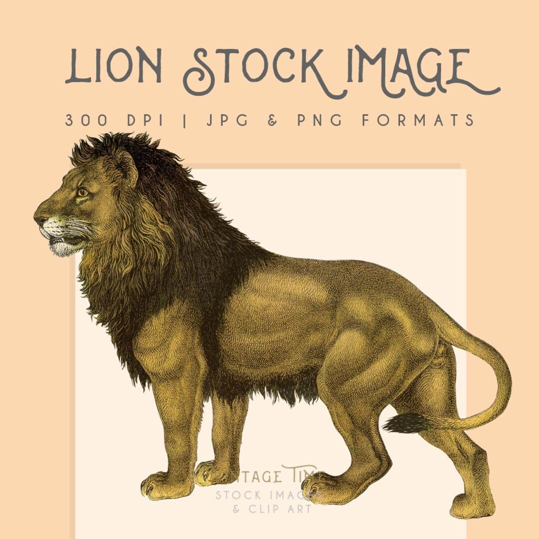 Lion Clipart Image Instant Download Digital Printable Picture Clipart ...
