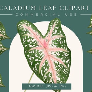 Caladium leaf clipart image graphic, Instant Download, print, plant clip art, watercolor, home decor, caladium wall art, scrapbooking