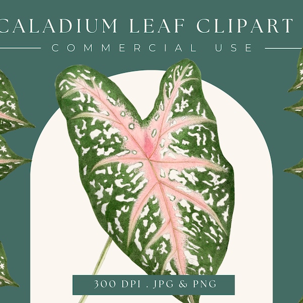 Caladium leaf clipart image graphic, Instant Download, print, plant clip art, watercolor, home decor, caladium wall art, scrapbooking