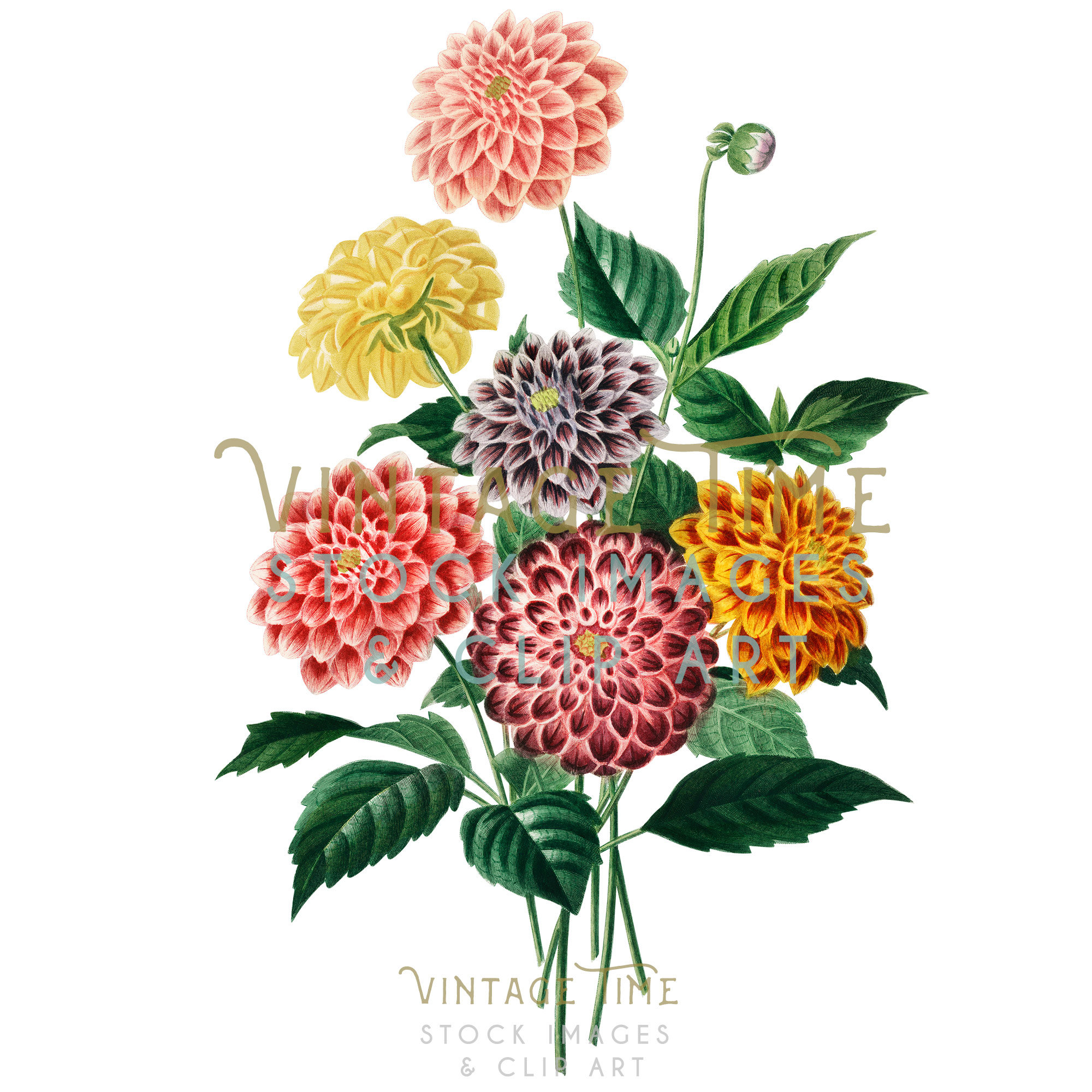 Dahlia Flower Clip Art