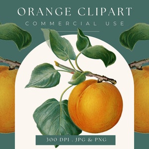 Orange clipart image graphic, Instant Download, orange print, fruit clipart, orange graphic, home decor, fruit wall art, kitchen print