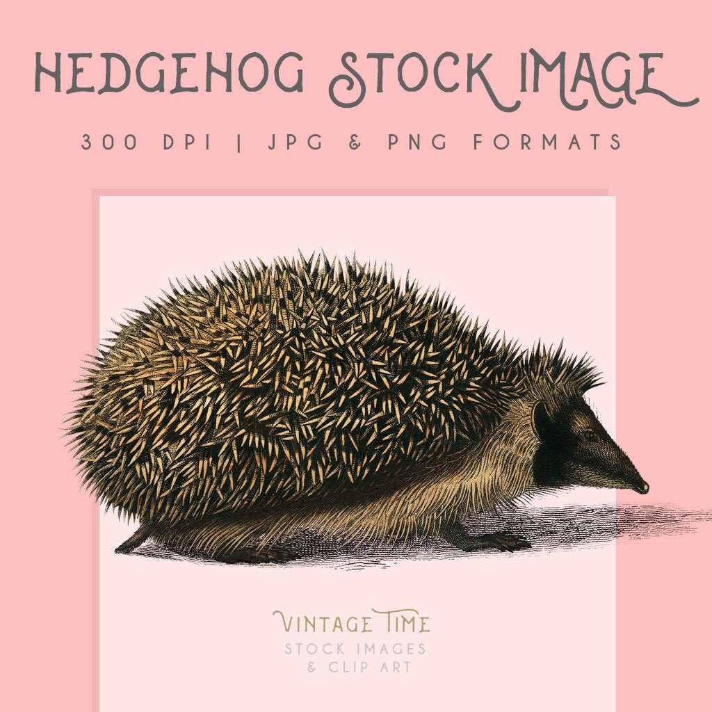 Hedgehog Clipart Image, Instant Download, Hedgehog Print, Hedgehog Clip ...