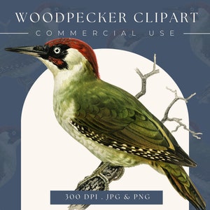 Vintage Woodpecker clipart image, woodpecker clip art, digital download, scrapbooking, home decor, bird wall art, woodpecker print
