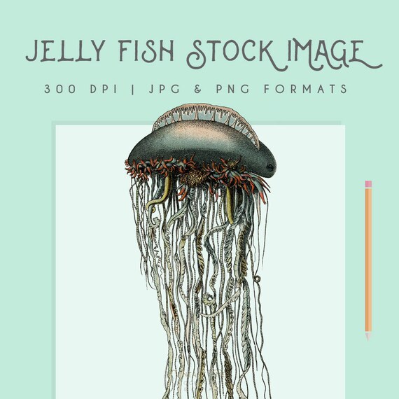 Vintage Jellyfish Illustration