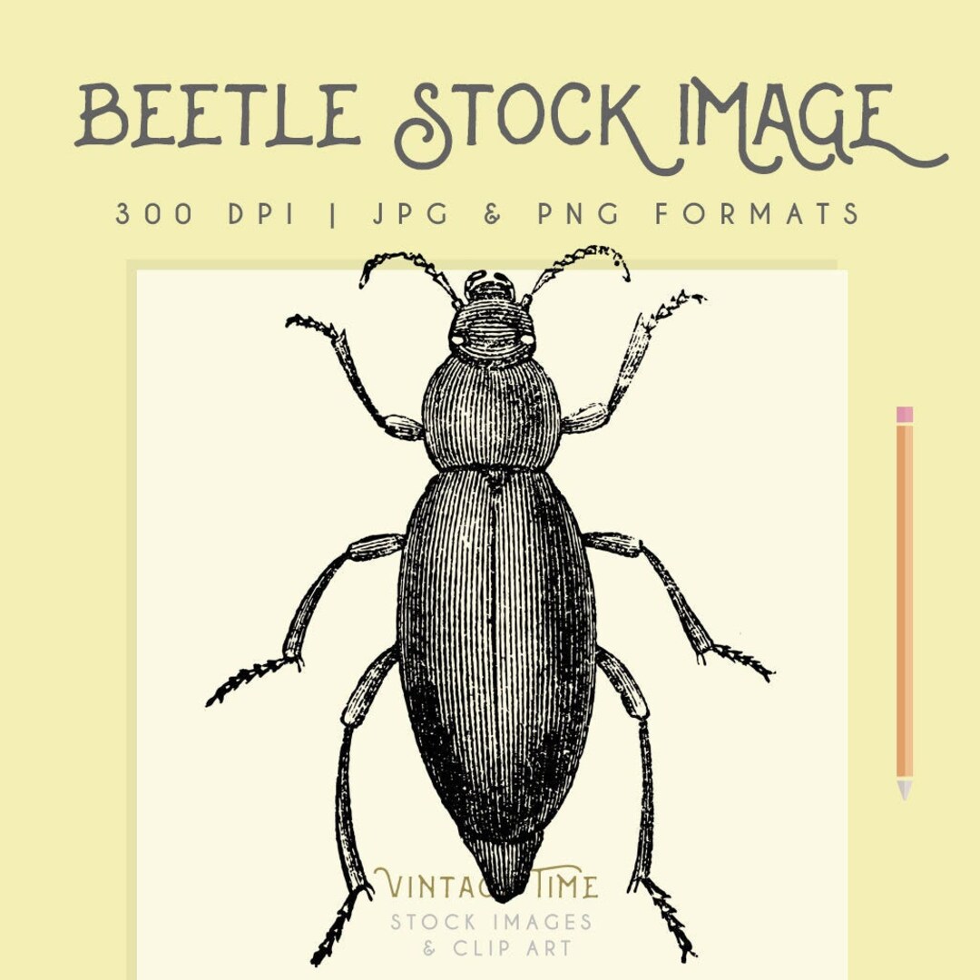 Beetle Clipart, Instant Download Beetle Printable, Beetle Clip Art ...