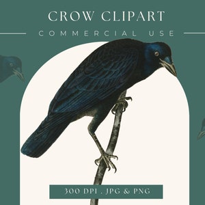 Halloween Crow clipart image, Instant Download Crow print, crow clip art commercial use  graphic, home decor, scrapbooking, crow wall art