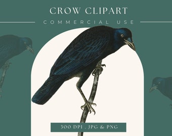 Halloween Crow clipart image, Instant Download Crow print, crow clip art commercial use  graphic, home decor, scrapbooking, crow wall art