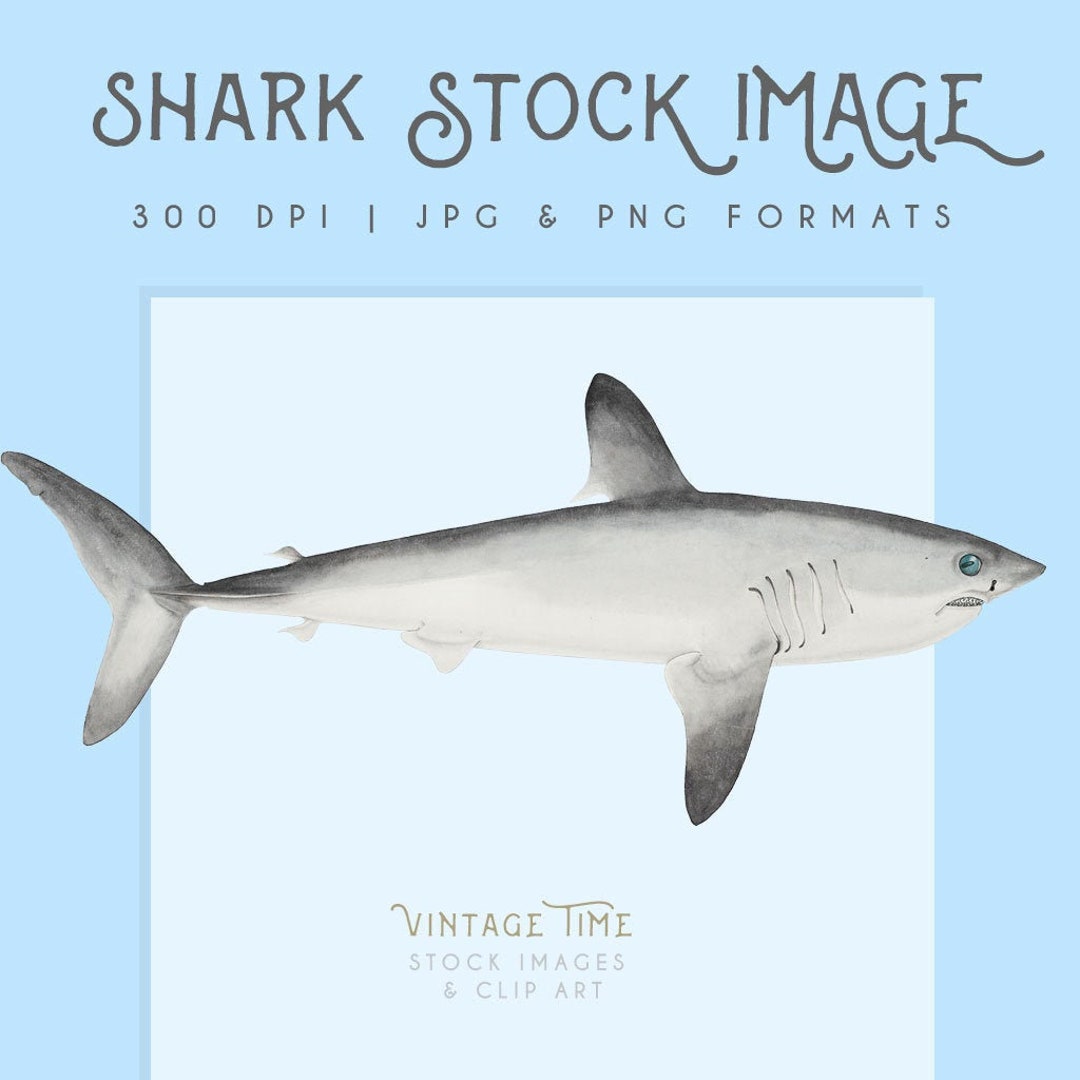 Shark Clipart Image, Instant Download, Shark Print, Shark Clip Art ...