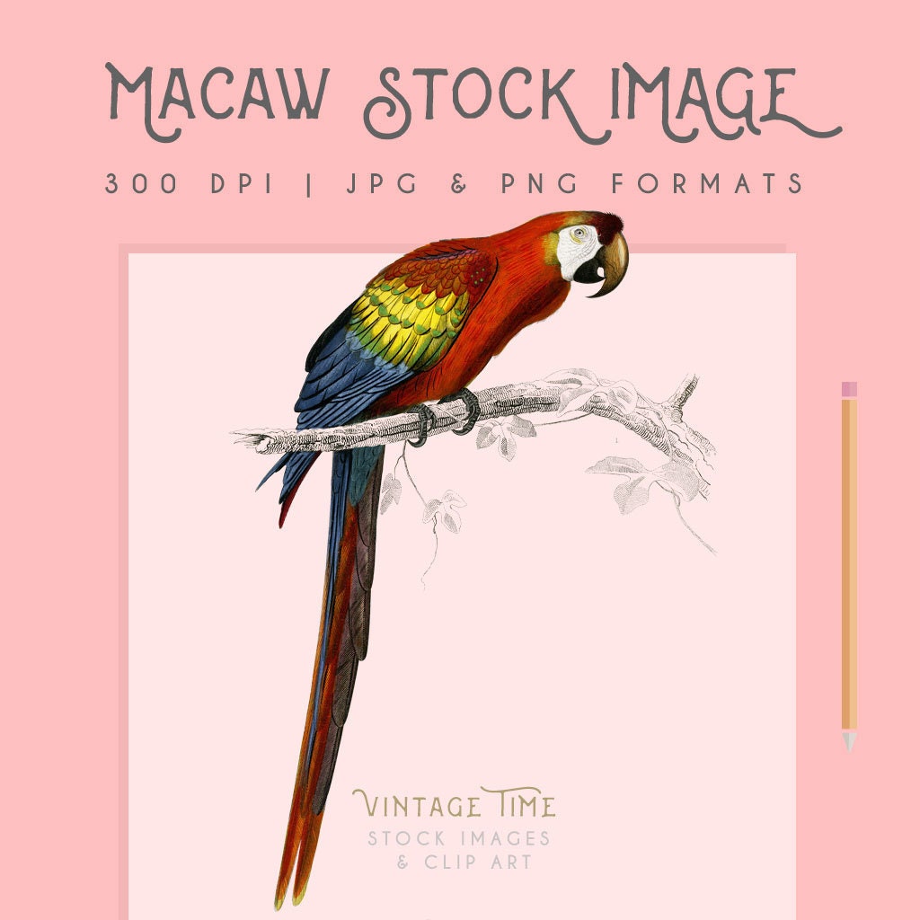 Macaw bird clipart image, Instant Download parrot printable, parrot clip art, macaw graphic, home decor, scrapbooking, parrot wall art