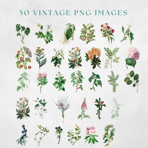 May include: 50 vintage PNG images of various flowers, plants, and botanical illustrations. The images are in a watercolor style and feature a variety of colors, including green, red, pink, white, and blue.