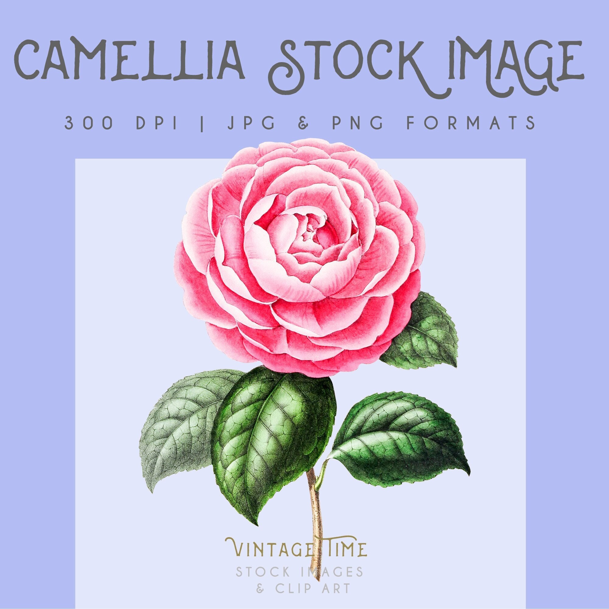 Camellia floral clipart image, Instant Download, pink camellia print, flower clipart, camillia graphic, home decor, pink floral wall art