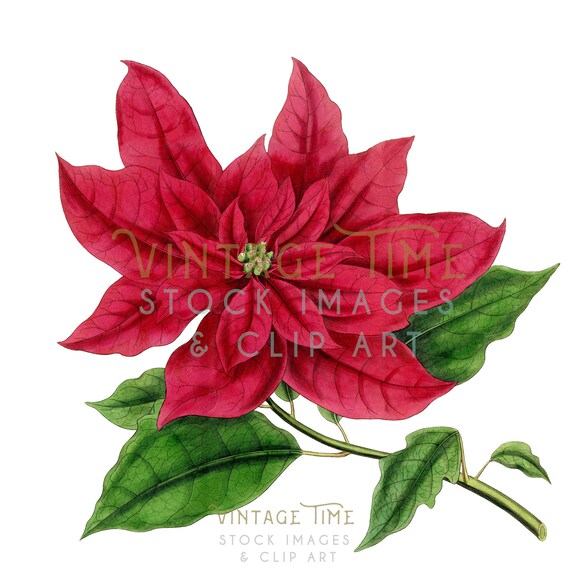 Vintage Weihnachtsstern Weihnachtsstern Clipart Bild, Weihnachten Grafik,  Digitaldruck, Download, Clip Art, Scrapbooking, Wohnkultur, Weihnachten,  Urlaub - Etsy.de