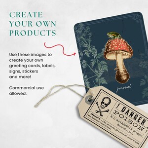 May include: A vintage-style illustration of a red and white mushroom with a green frog on top. The illustration is on a dark blue background with a journal label and a warning label that reads "! DANGER POISON!" with an antidote listed below.