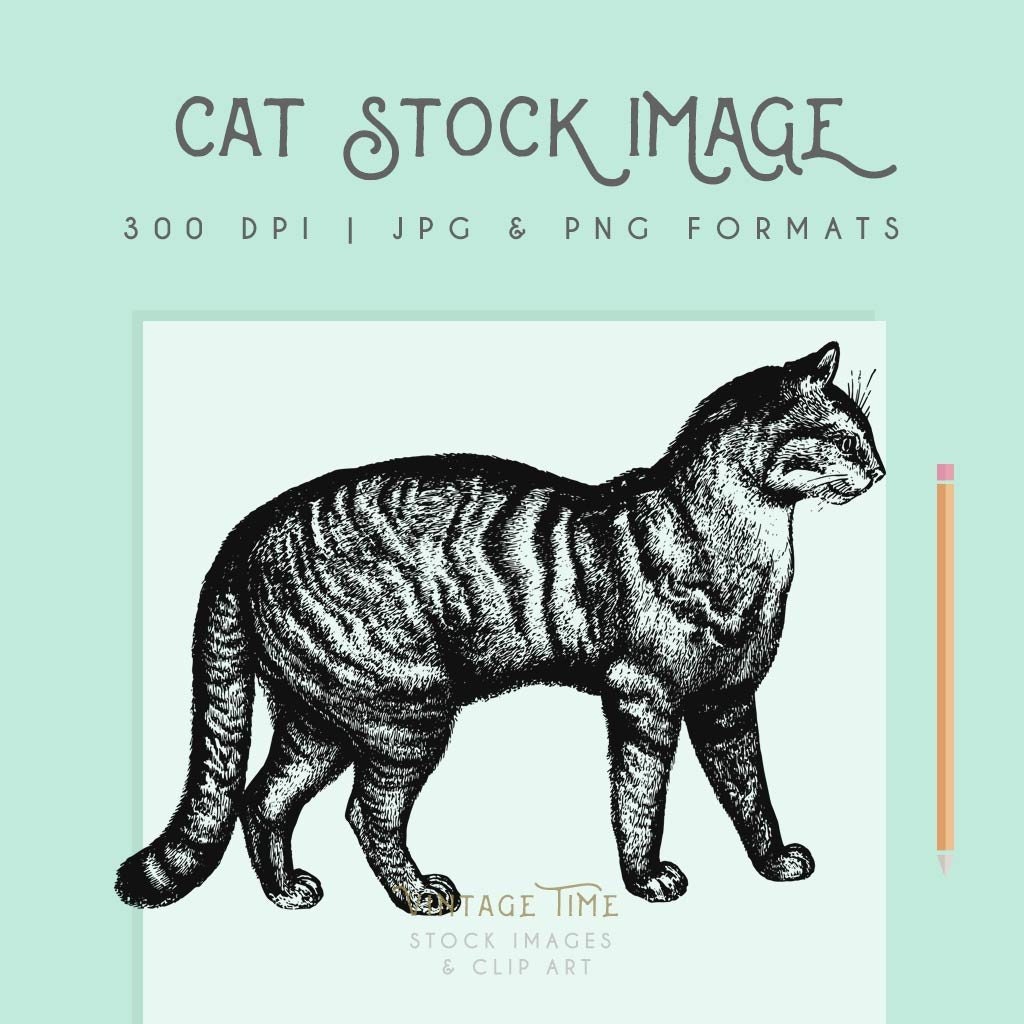 Cat Clipart Instant Download Cat Printable Cat Clip Art - Etsy
