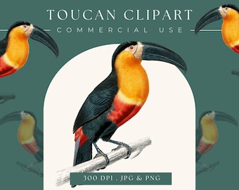Toucan clip art image, toucan graphic, digital clipart, digital download, instant download, commercial use, scrapbooking, home decor,