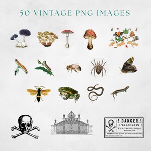 May include: A collection of 50 vintage PNG images featuring various illustrations of insects, mushrooms, a frog, a snake, a lizard, a spider, a skull and crossbones, a gate, and a poison warning label. The images are in a vintage style with detailed drawings and vibrant colors.